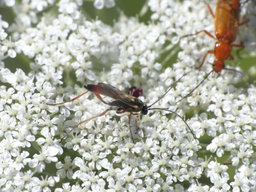 Lissonota sp.